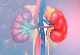 Kidneys 5