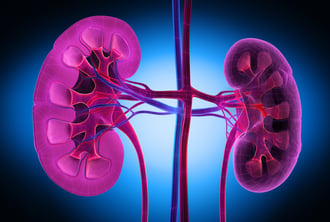 Kidneys-3