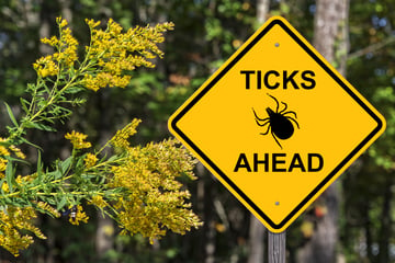 Ticks 2